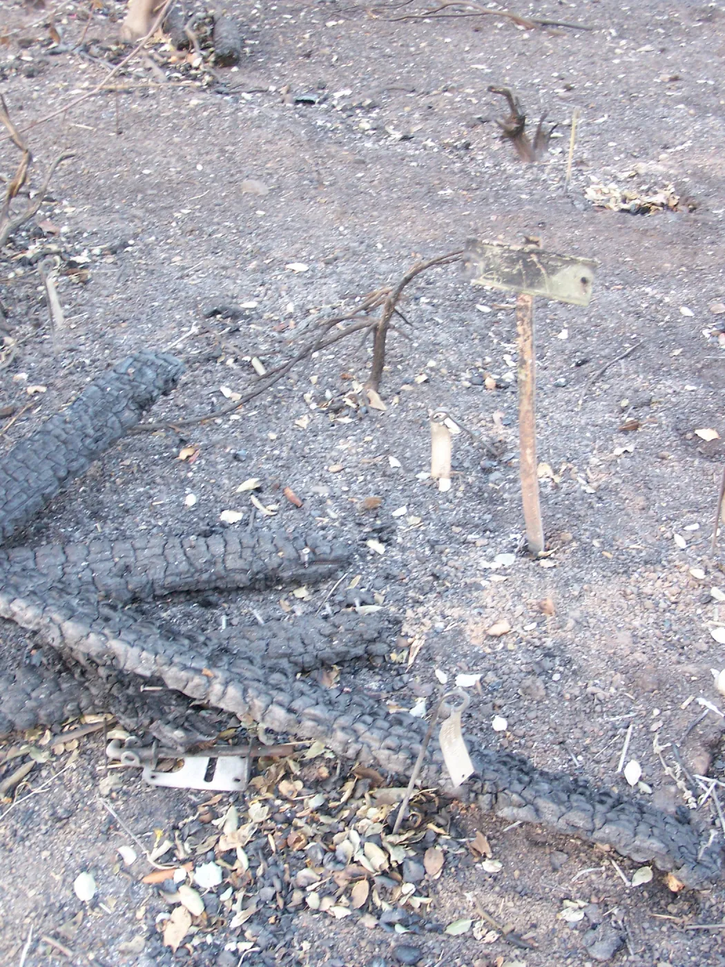 SBBG After the Jesusita Fire, fire damage on the east side of the Garden and at the Hort Unit