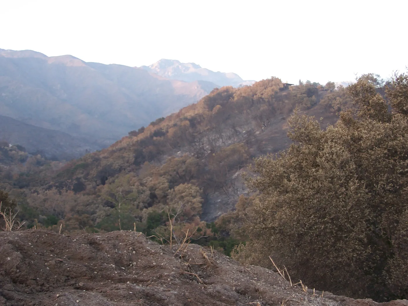 SBBG After the Jesusita Fire, fire damage on the east side of the Garden and at the Hort Unit