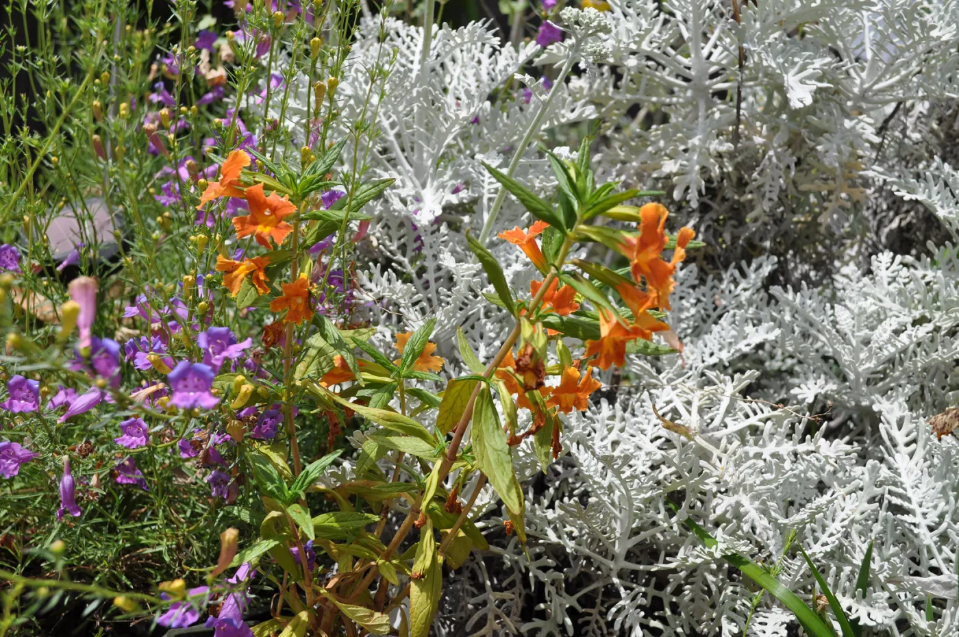Mixed border with Mimulus