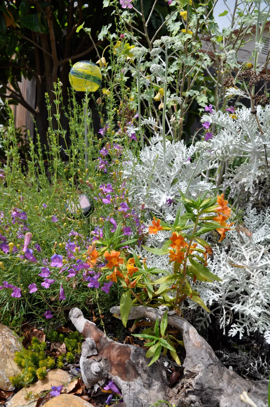 Mixed border with Mimulus