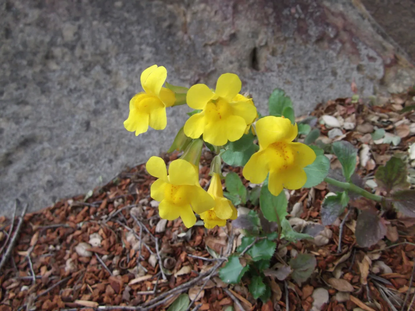 Yellow Flowers