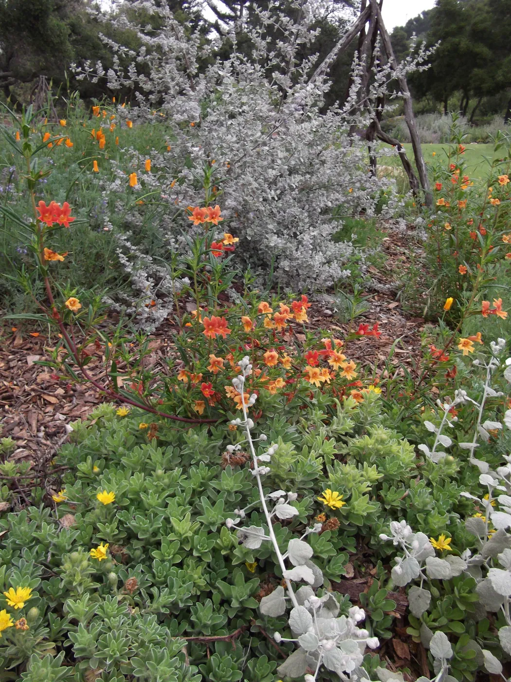 Mixed border with Mimulus