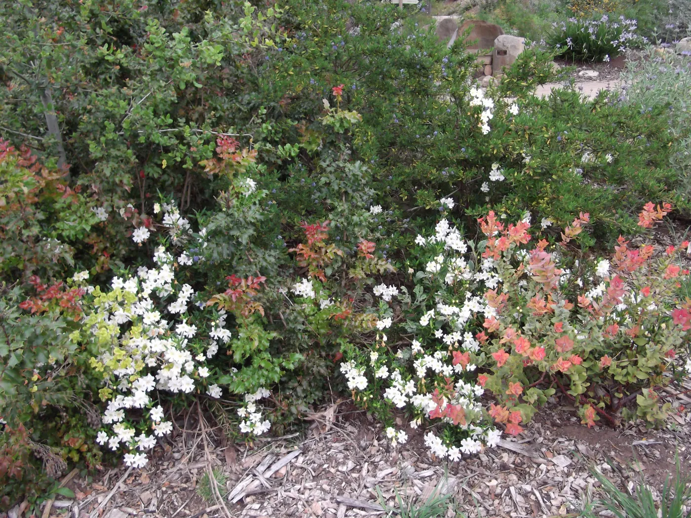 White Flowers