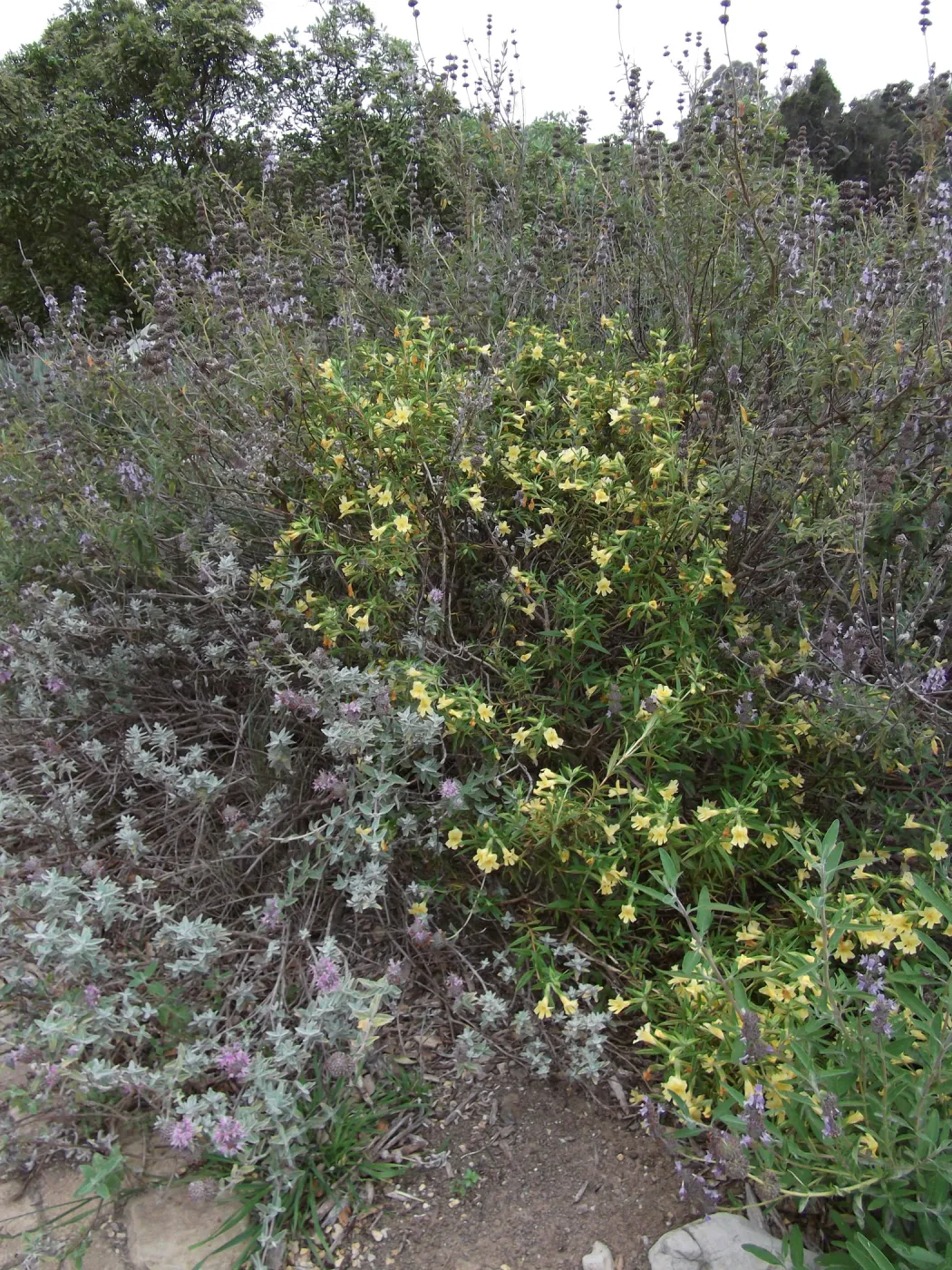 Mixed border with Mimulus (Monkeyflower) (Sage)