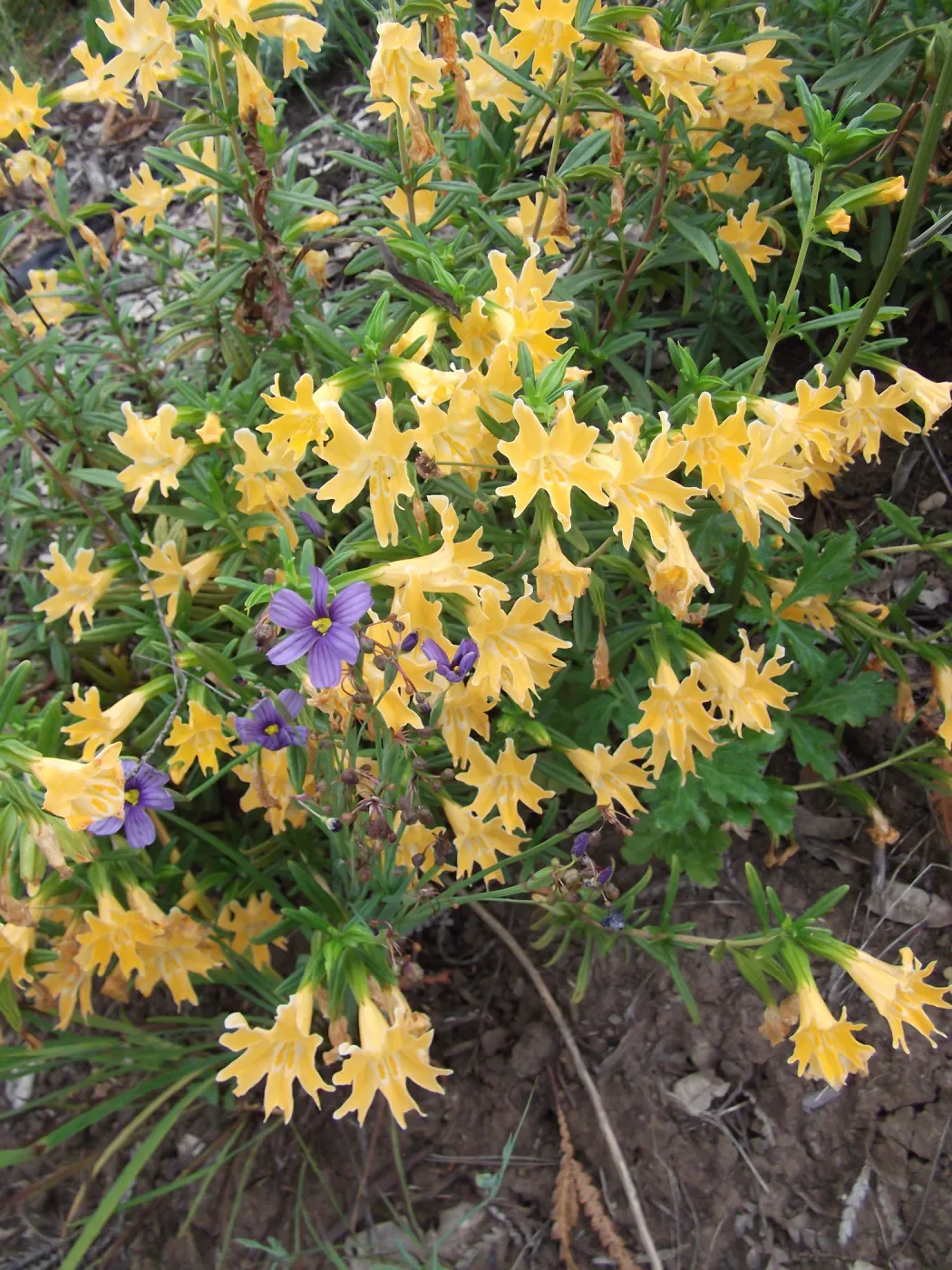 Mixed border with Mimulus