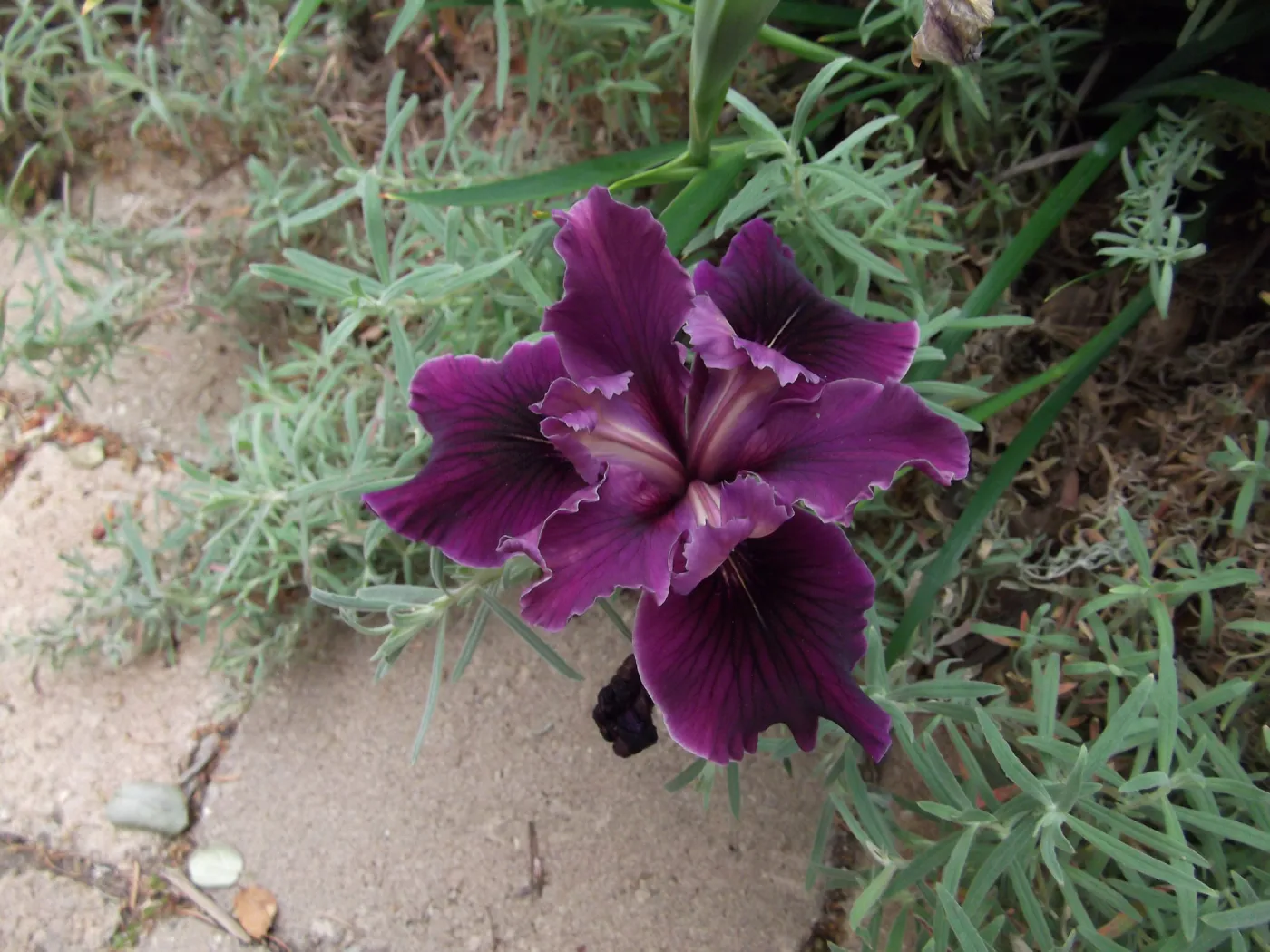 Iris