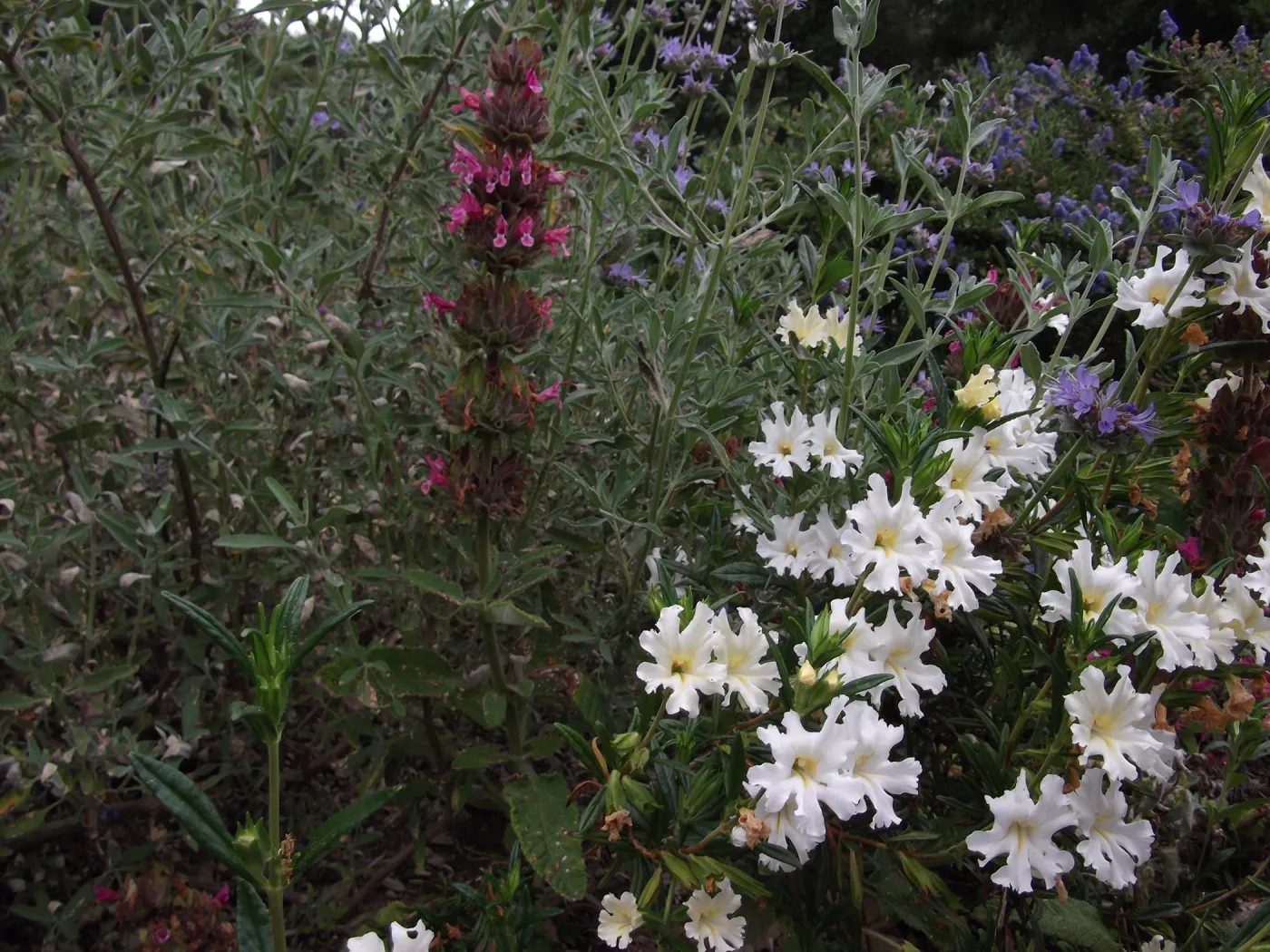 White Flowers