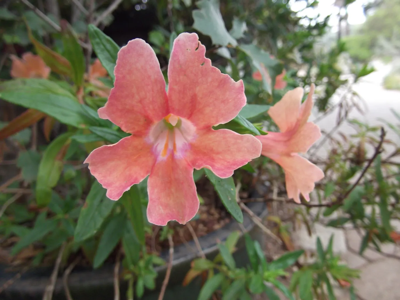 Coral and pink flower