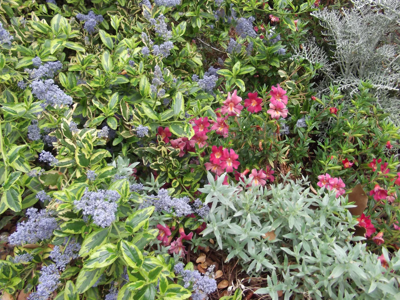Pink flowers and blue flowers