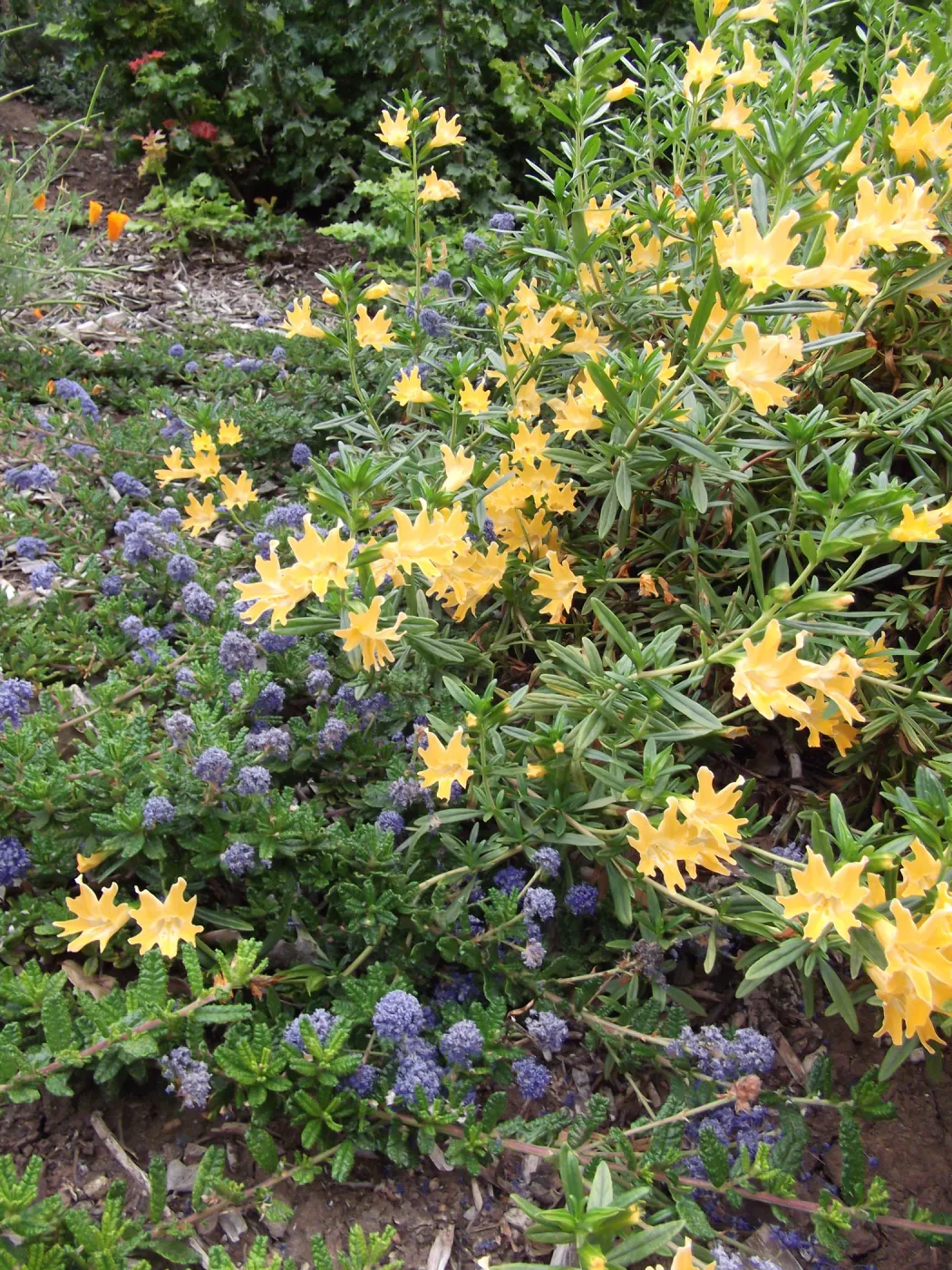 Mimulus (Monkeyflower) and Ceanothus (California Lilac) growing together, SBBG