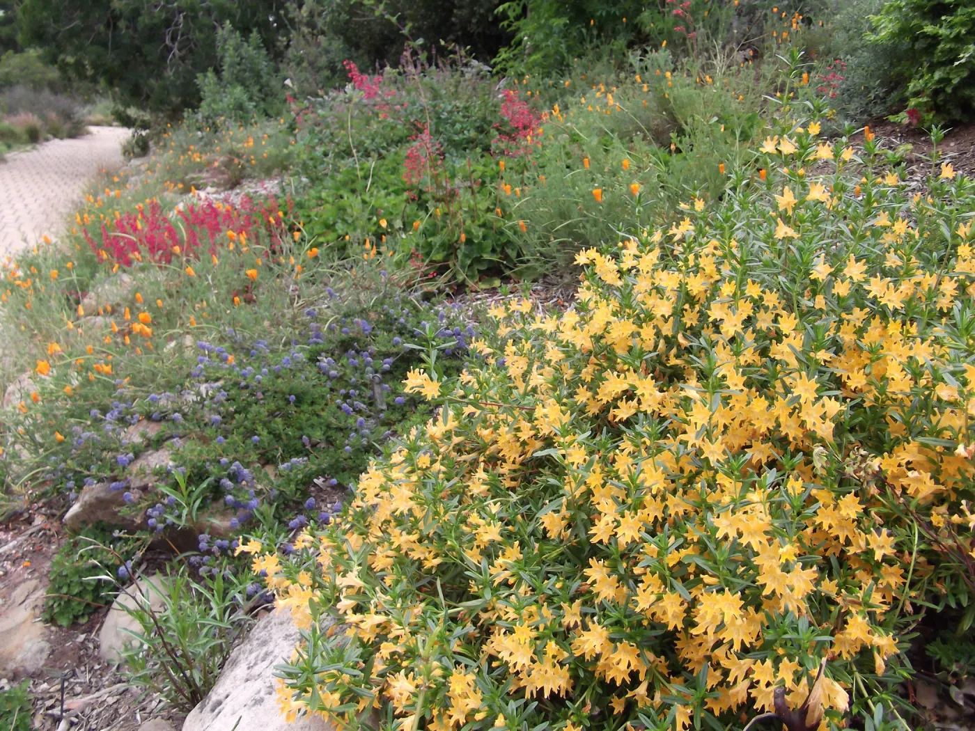 Wildflowers