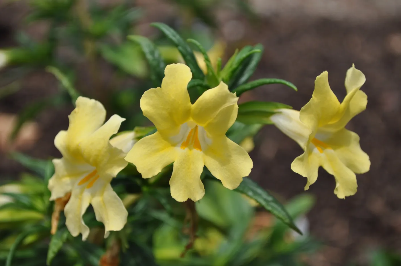 Mimulus 'Elinor'