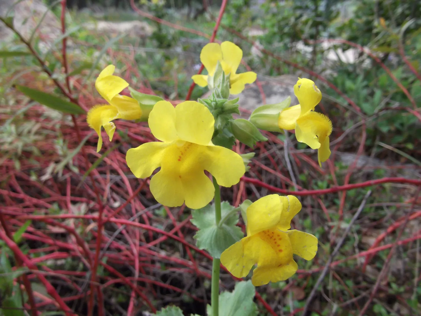 Yellow Flower close-up