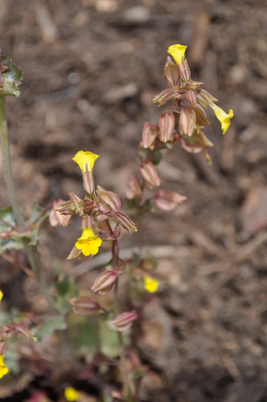 Mimulus guttatus
