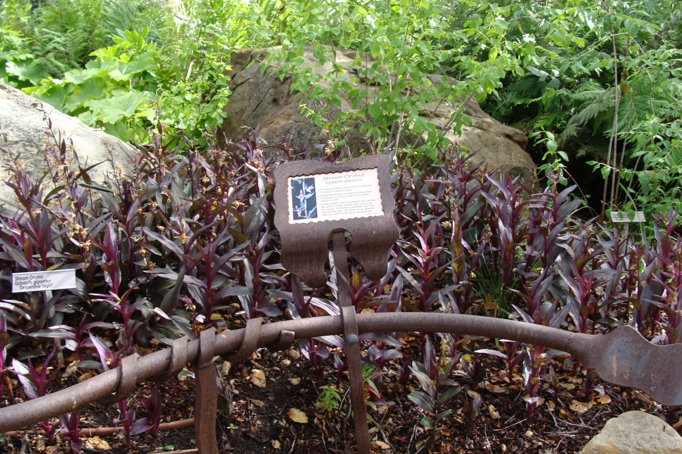 June in the Garden, Orchid Display Garden