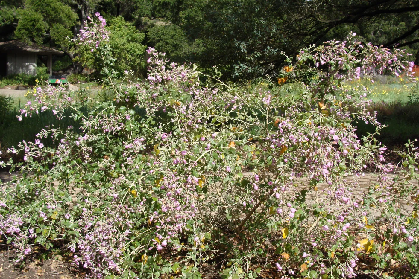 June in the Garden, SBBG Conservation Display Garden, Malacothamnus flowers