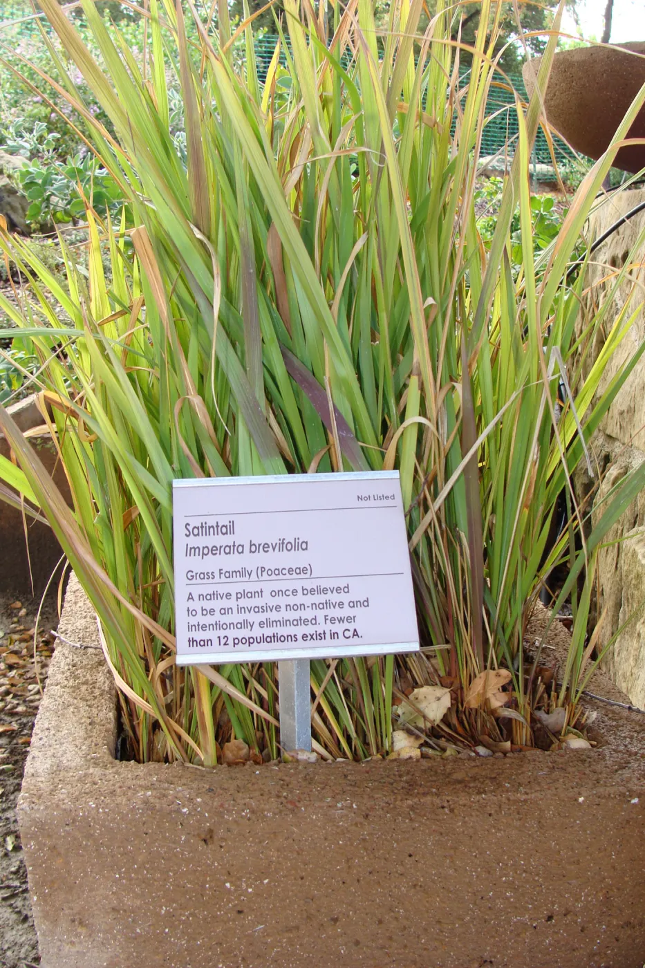 June in the Garden, SBBG Conservation Display Garden, Imperata brevifolia with Plant information label