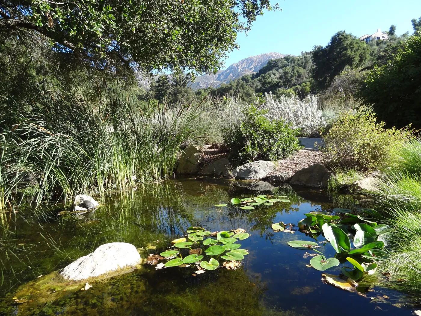 Meadow Pond