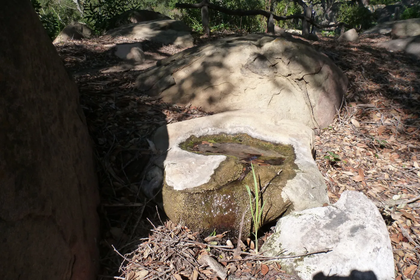 boulder with water seep for wildlife