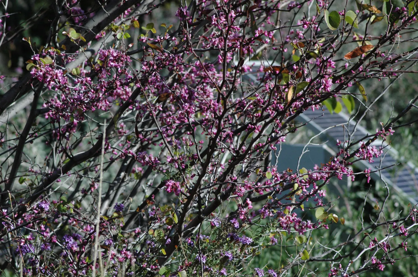 Cercis occidentalis (Redbud) in the upper Meadow, solar panel