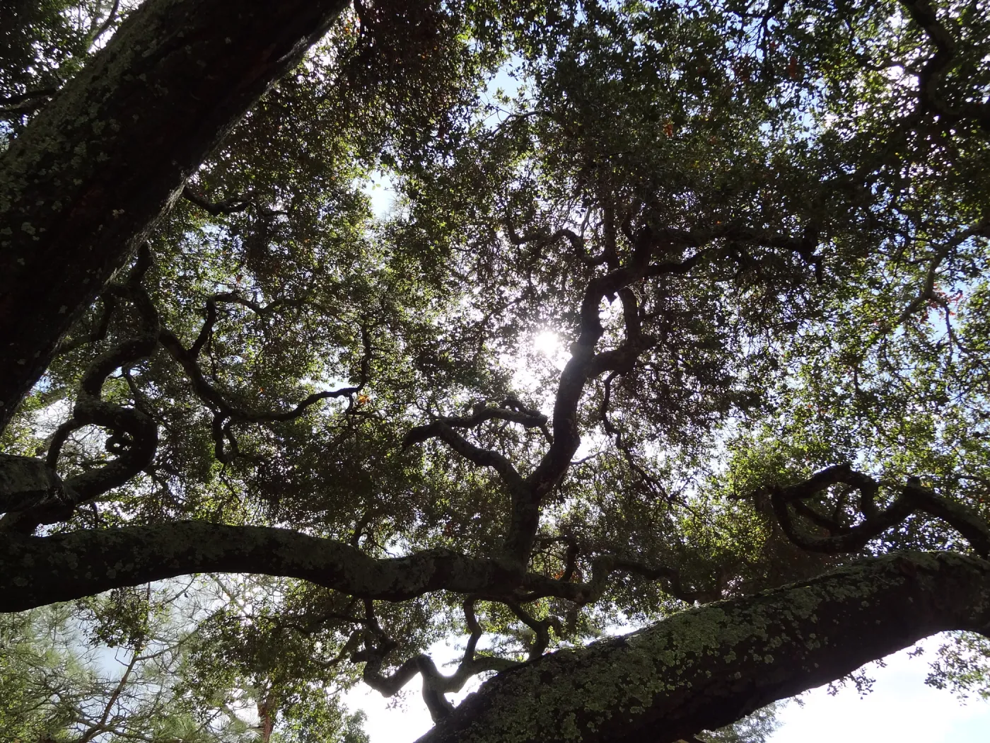 sunlight, entrance oak (Coastal Live Oak)