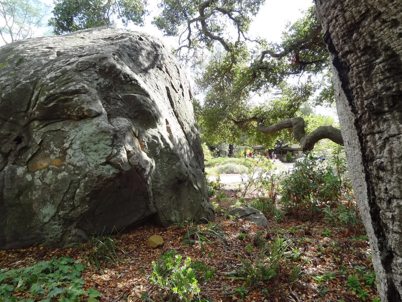 Blaksley Boulder, Oak tree canopy, sunlight