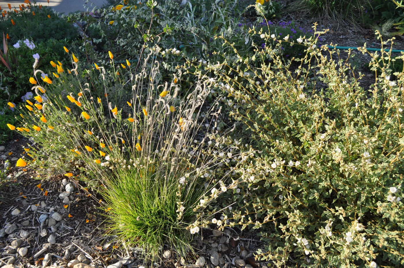 Heather Wehnau garden