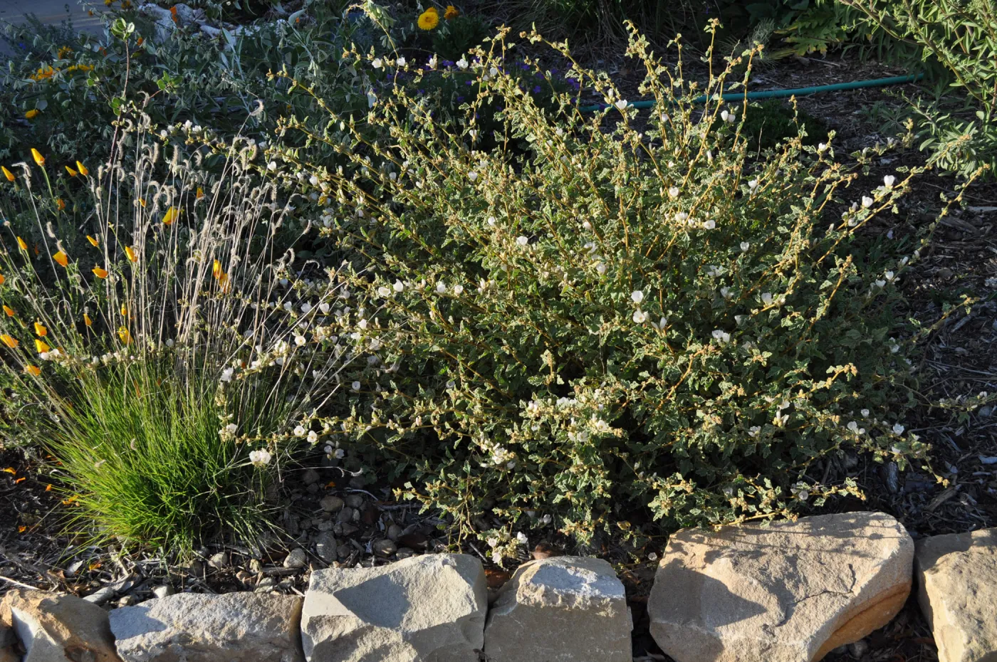 Heather Wehnau garden