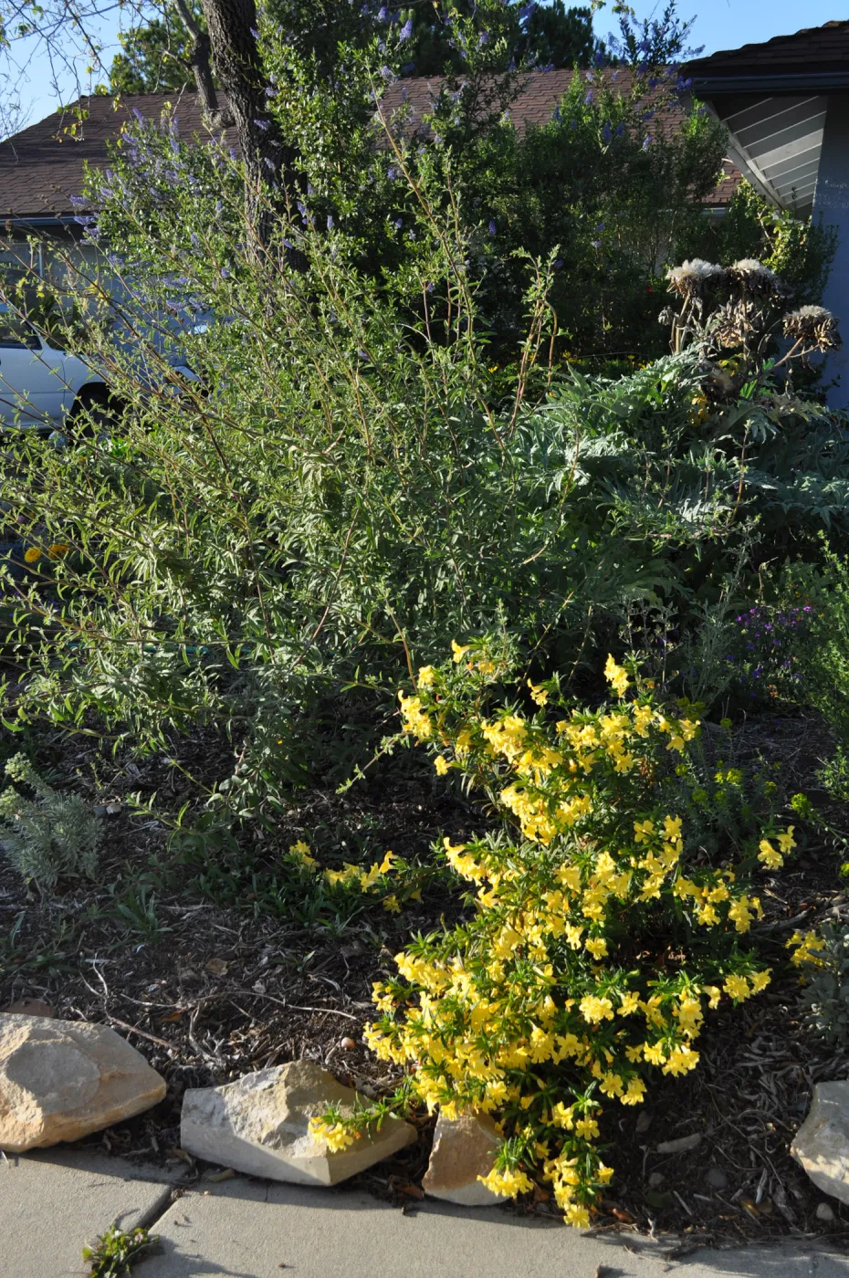 Heather Wehnau garden