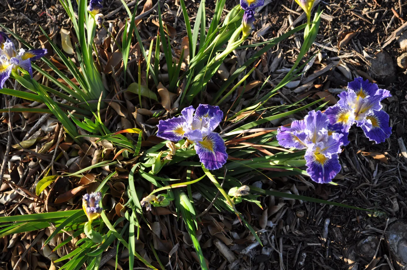 Heather Wehnau garden
