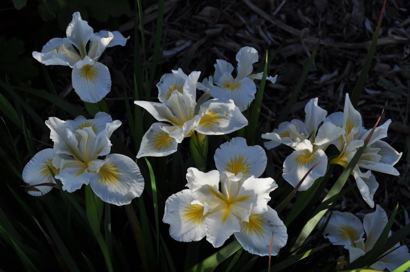 Heather Wehnau garden, Iris Canyon Snow