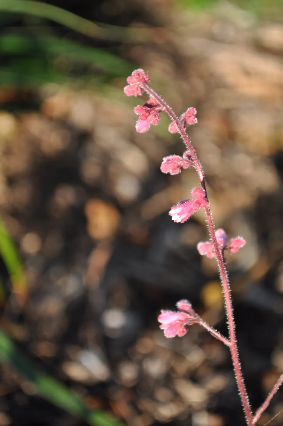 Heather Wehnau garden