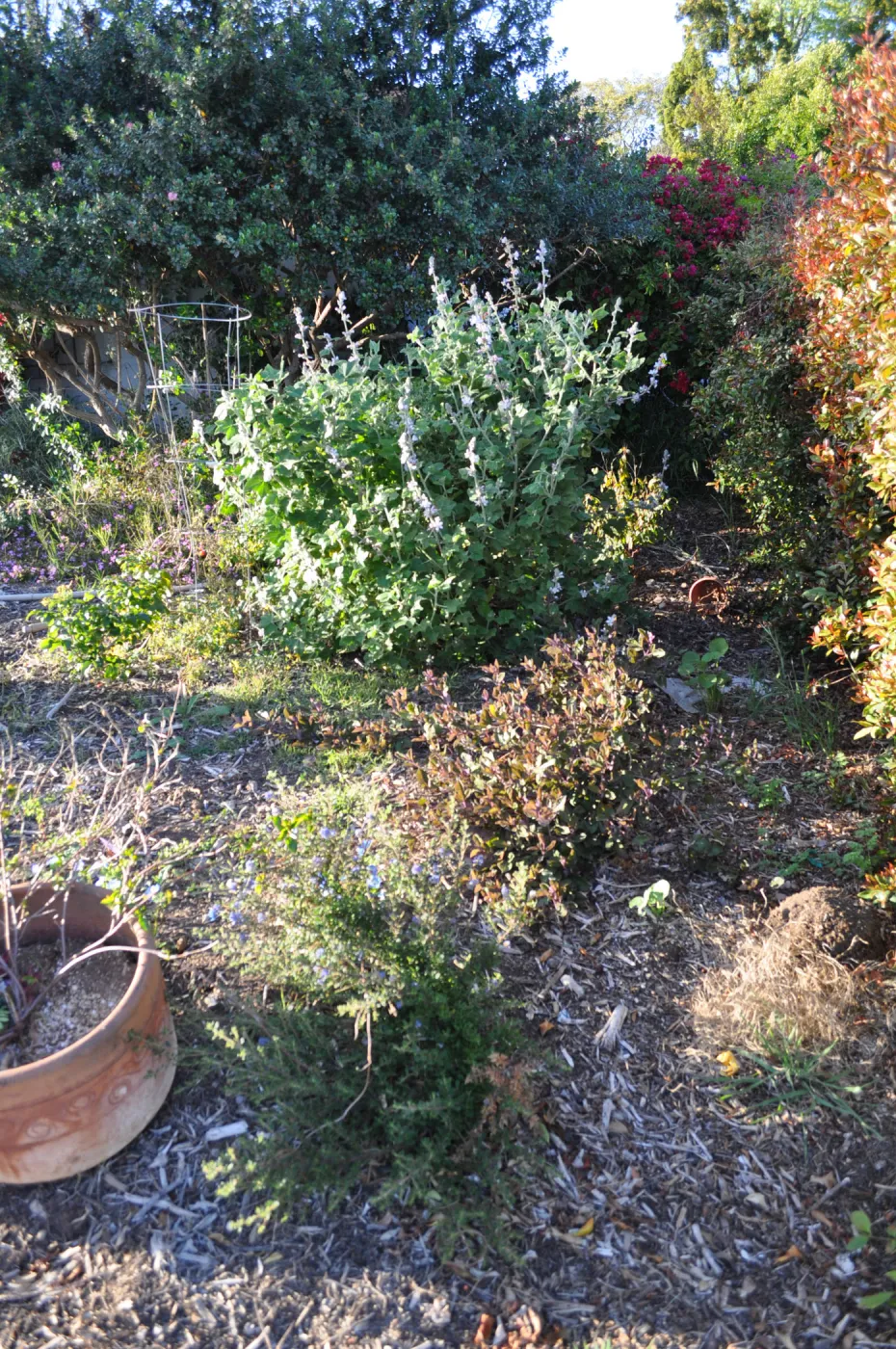 Heather Wehnau garden