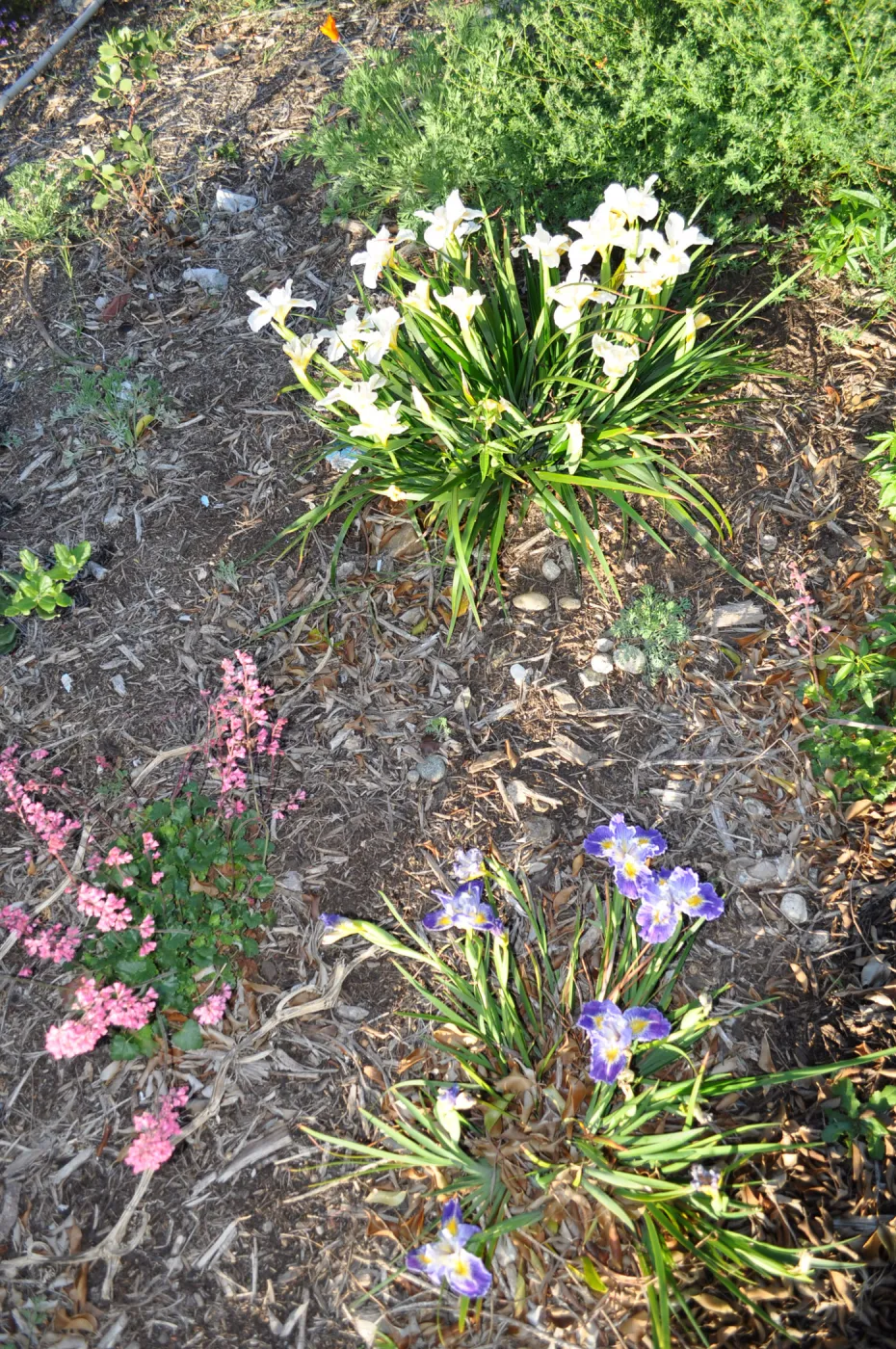 Heather Wehnau garden