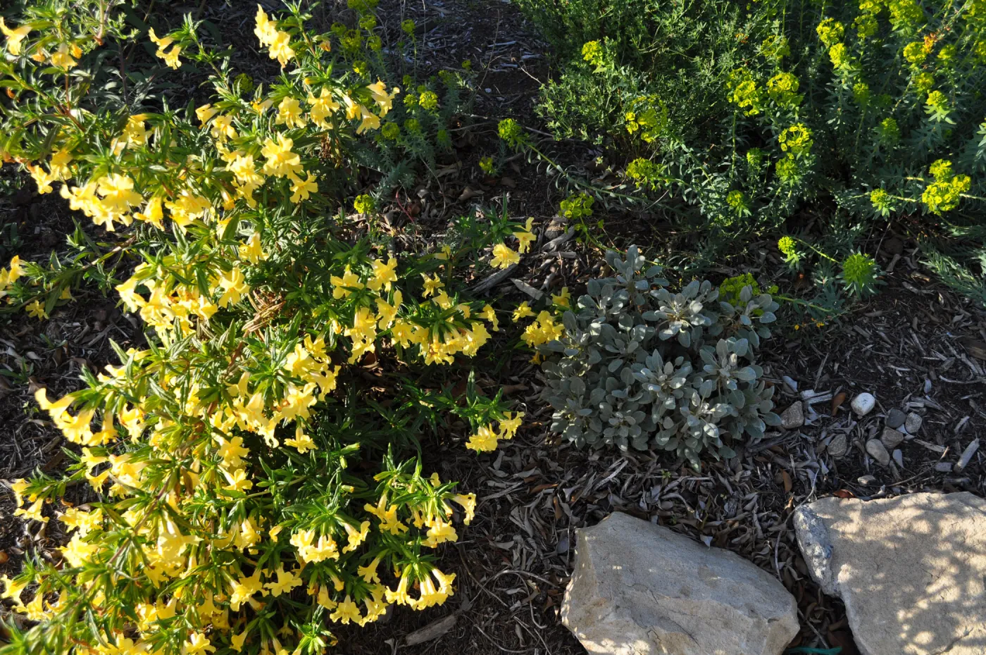 Heather Wehnau garden