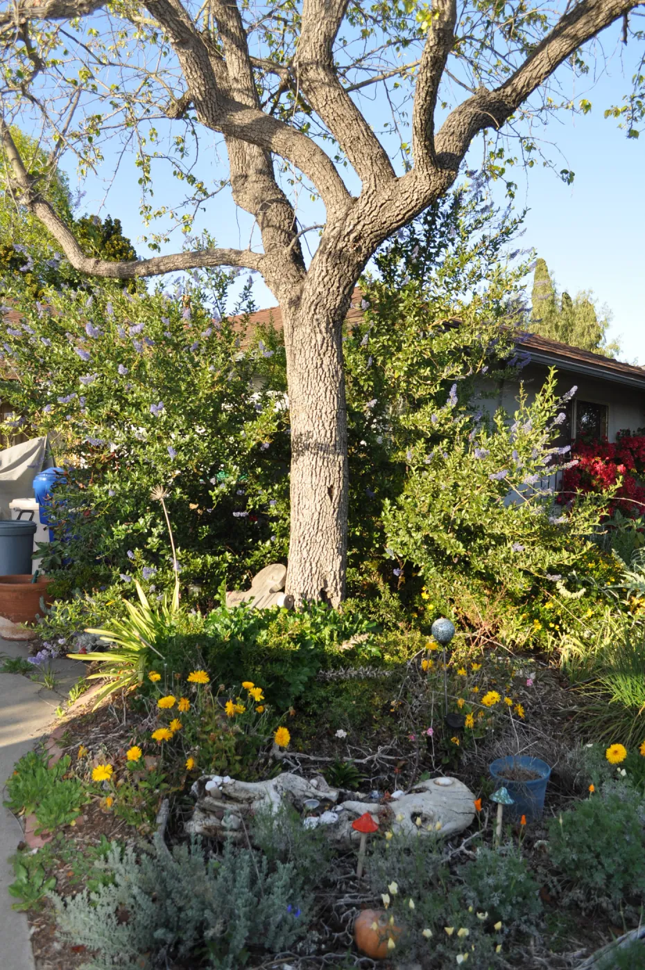 Heather Wehnau garden