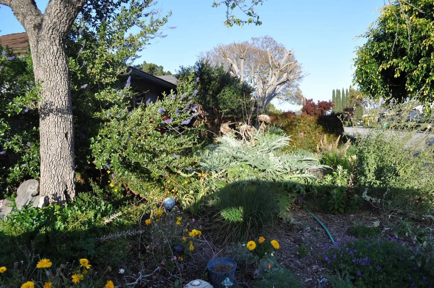 Heather Wehnau garden