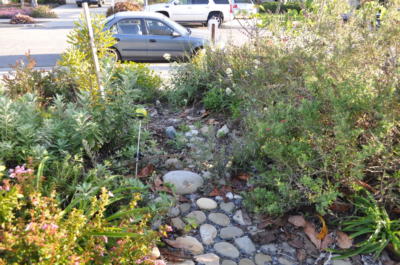 Heather Wehnau garden