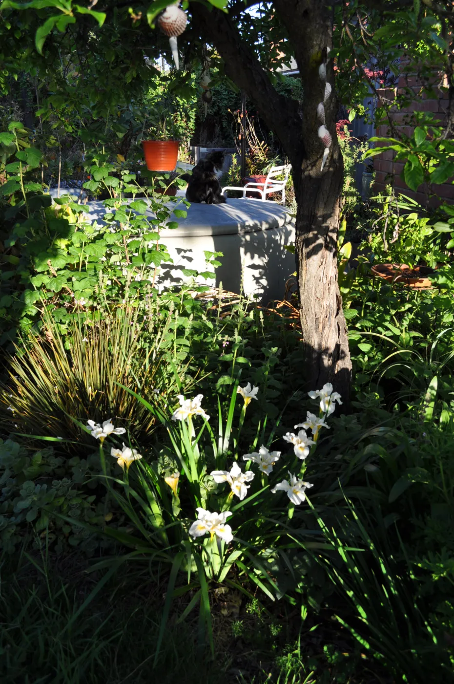 Heather Wehnau garden