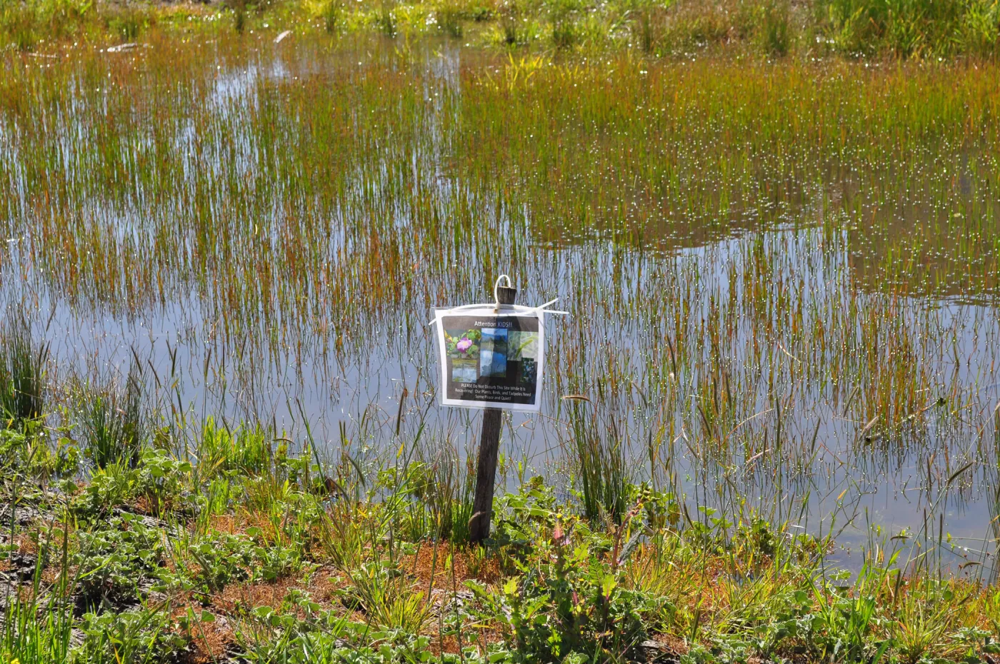 Native Plant Tour, UCSB North Parcel