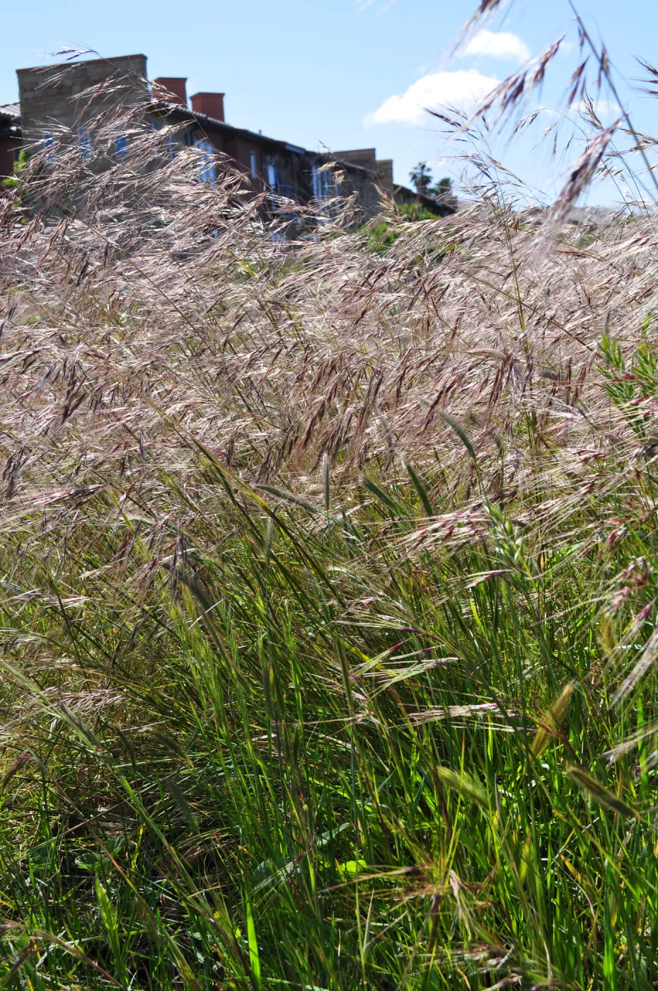 Native Plant Tour, UCSB North Parcel