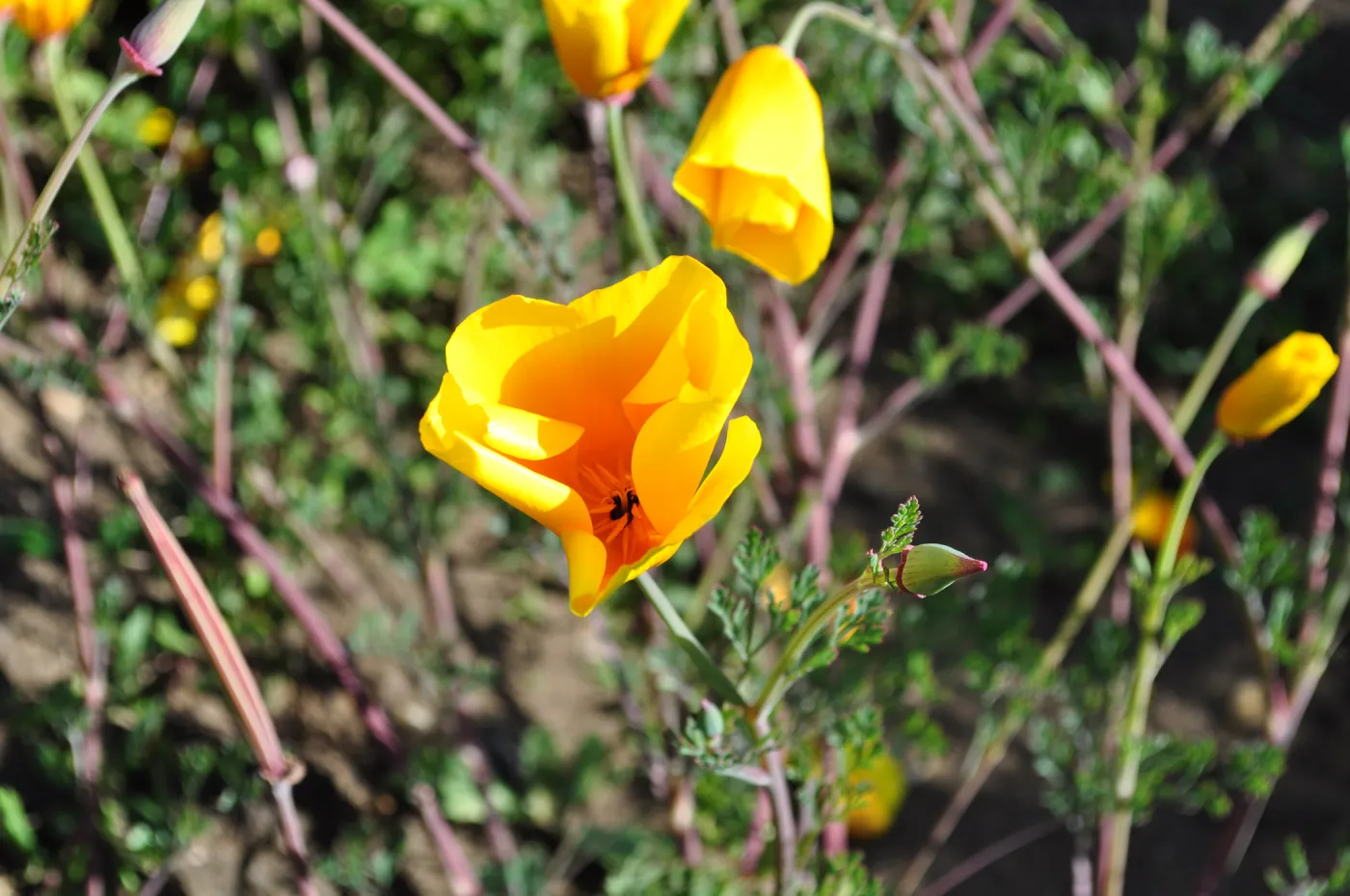 Native Plant Tour, UCSB North Parcel