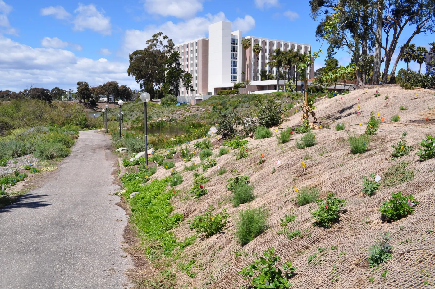 Native Plant Tour, UCSB San Nicholas wetlands