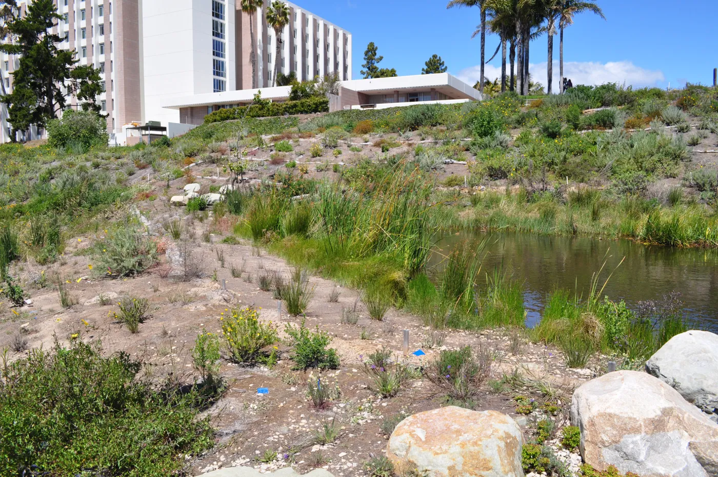 Native Plant Tour, UCSB San Nicholas wetlands