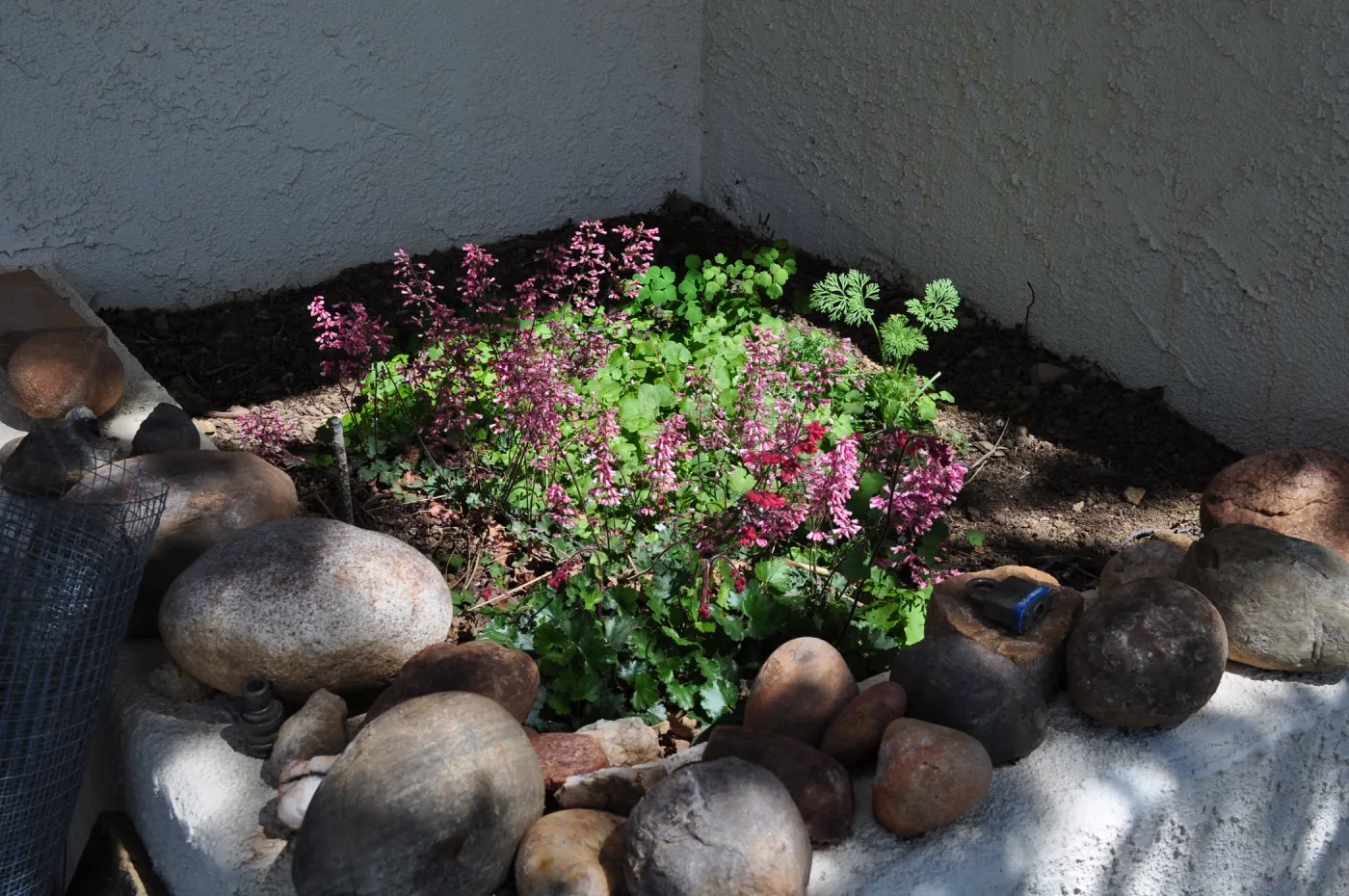 Native Plant Tour,Toro Canyon, Wallin garden