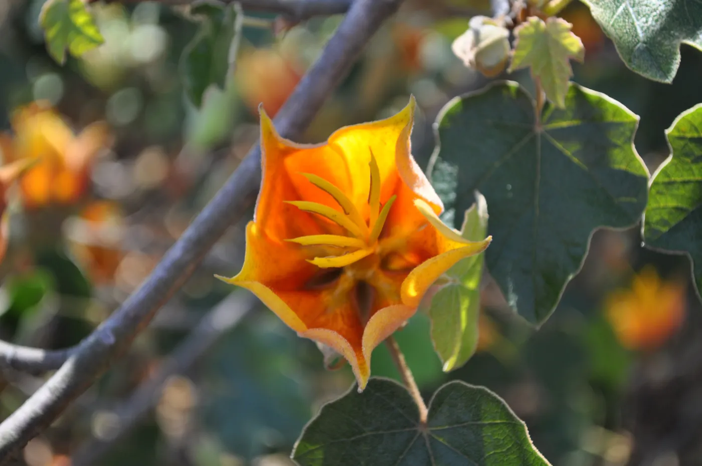 Native Plant Tour, Sovich garden