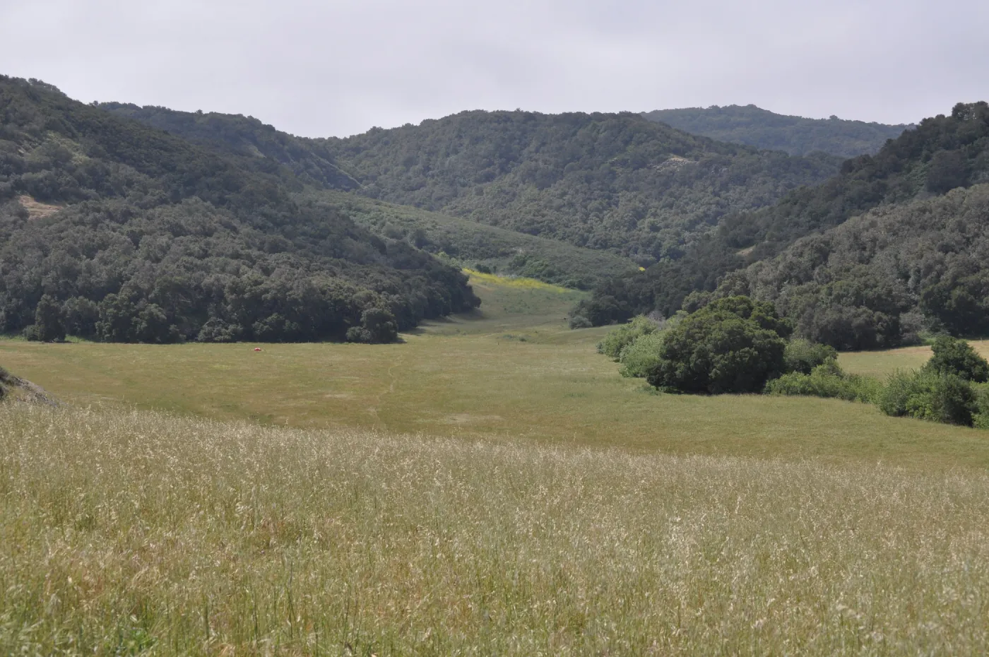 Garden field trip to Indian Knob, San Luis Obispo county