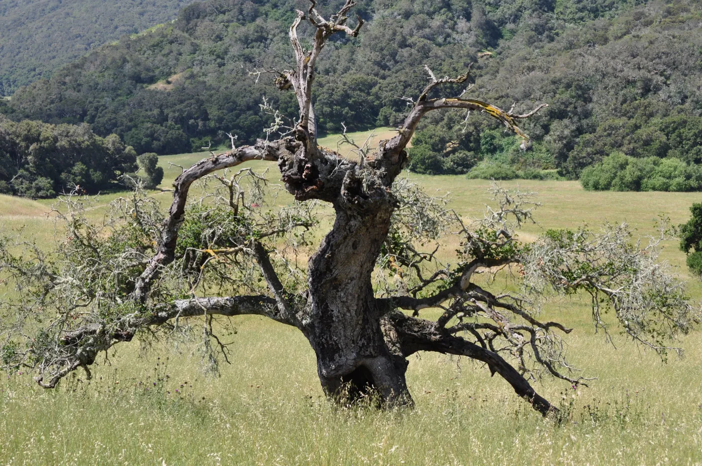 Garden field trip to Indian Knob, San Luis Obispo county