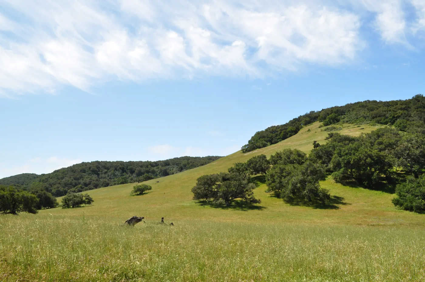 Garden field trip to Indian Knob, San Luis Obispo county