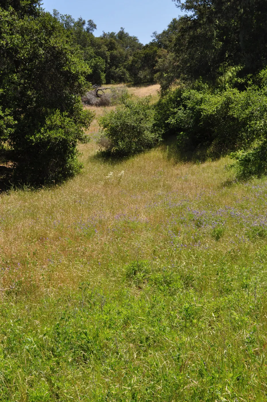 Garden field trip to Indian Knob, San Luis Obispo county